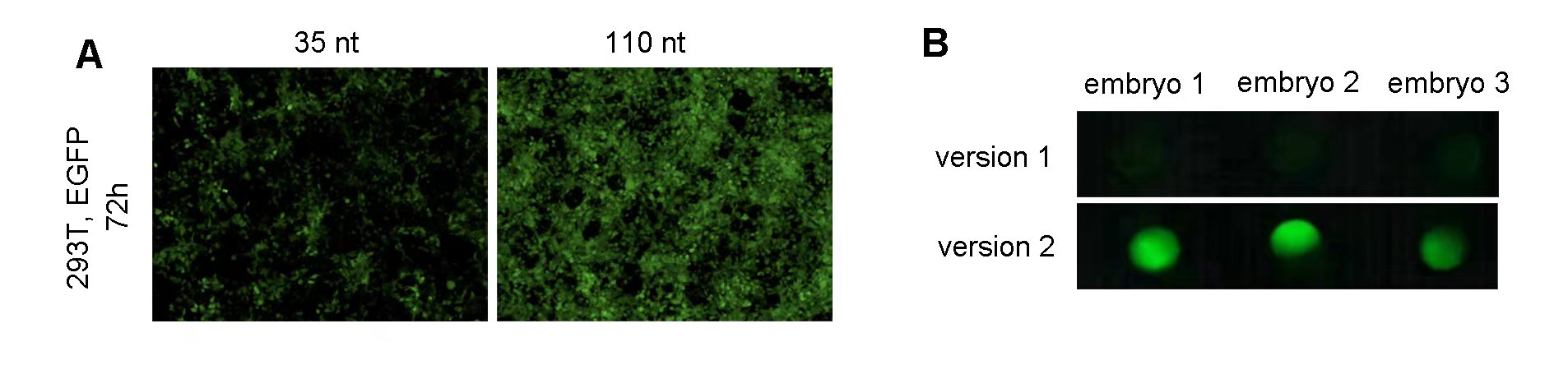 VectorBuilder | Revolutionizing Gene Delivery.